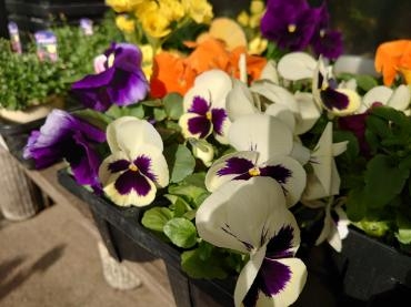 春の苗花販売中です｜「フラワーショップたなか」　（新潟県三条市の花キューピット加盟店 花屋）のブログ